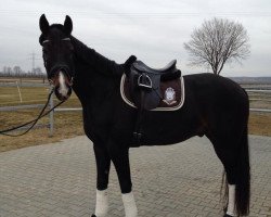 dressage horse Don Pedro 127 (Oldenburg, 2006, from Don Primero)