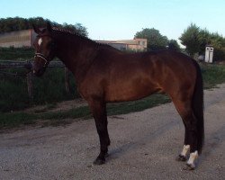 Pferd Hurricane JVH (Belgisches Warmblut, 2007, von Dulf van den Bisschop)