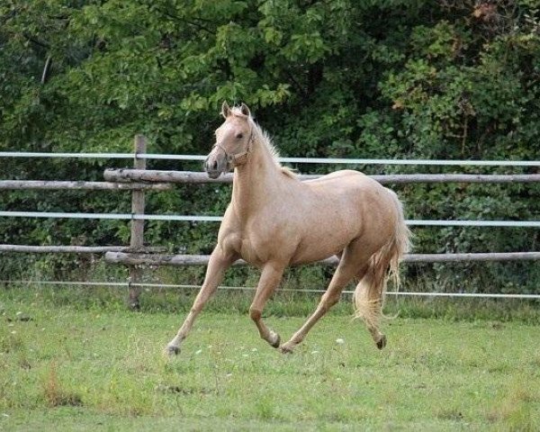 broodmare Live Impressive Okie (Quarter Horse, 2008, from EAM Justice)