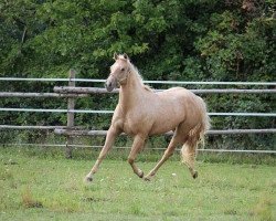 broodmare Live Impressive Okie (Quarter Horse, 2008, from EAM Justice)