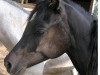 dressage horse Luna (Sachse, 2008)