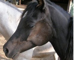 dressage horse Luna (Sachse, 2008)