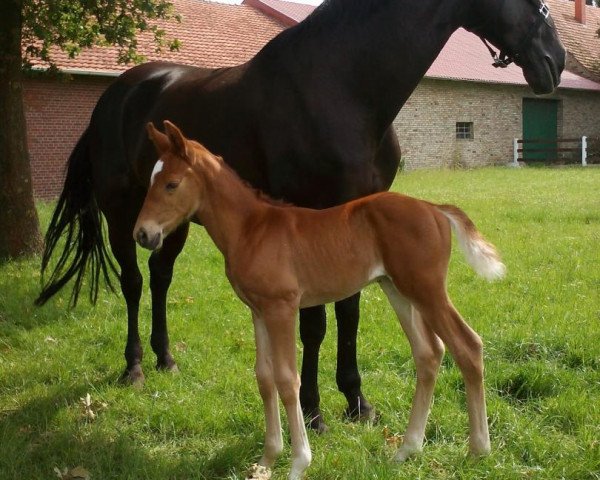 dressage horse Ganyma (Westphalian, 2014)