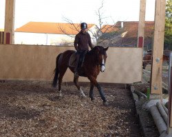 dressage horse John Dear (Württemberger, 2007)