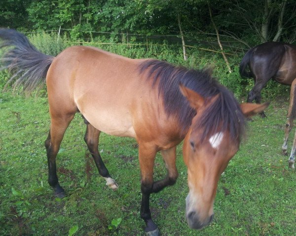 Dressurpferd Fly (Haflinger,  )