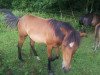 Dressurpferd Fly (Haflinger,  )