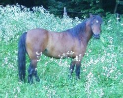 Pferd Shilstone Rocks Ocean Wind (Dartmoor-Pony, 2005, von Hixton Hurricane)