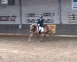 dressage horse Nebiola (6,25% ox) (Edelbluthaflinger, 2006, from Nevio)