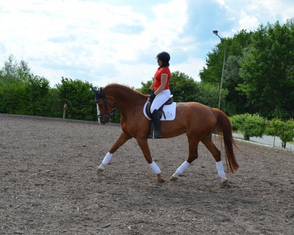 broodmare Dinara (German Sport Horse, 2003, from De Niro)