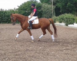 jumper Poldi (German Sport Horse, 2004, from Paulaner)