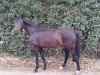 broodmare Josy (Hanoverian, 2000, from Davignon I)