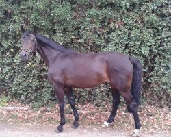 broodmare Josy (Hanoverian, 2000, from Davignon I)