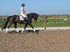 dressage horse Escada (Hanoverian, 2009)