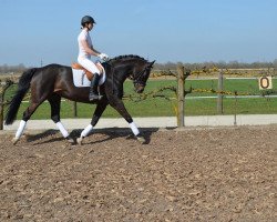 dressage horse Escada (Hanoverian, 2009)