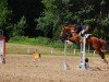 dressage horse Desiree (German Warmblood, 2009)