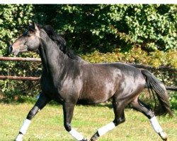 dressage horse Ronn (+) (Oldenburg, 2010, from Royal Dream)