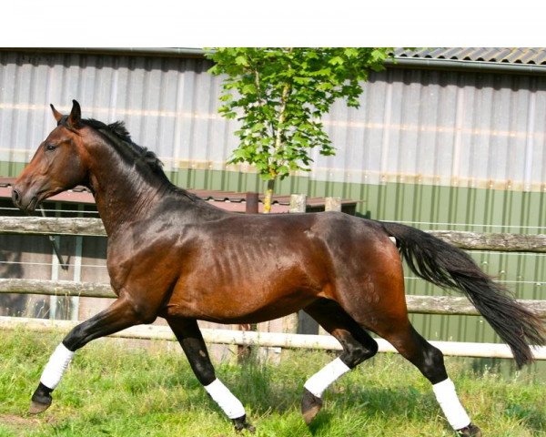 dressage horse Leo (Oldenburg, 2009, from Sergio Rossi)