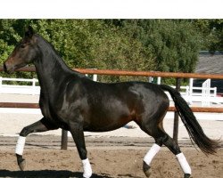 broodmare Romina (Oldenburg, 2010, from Ducati)