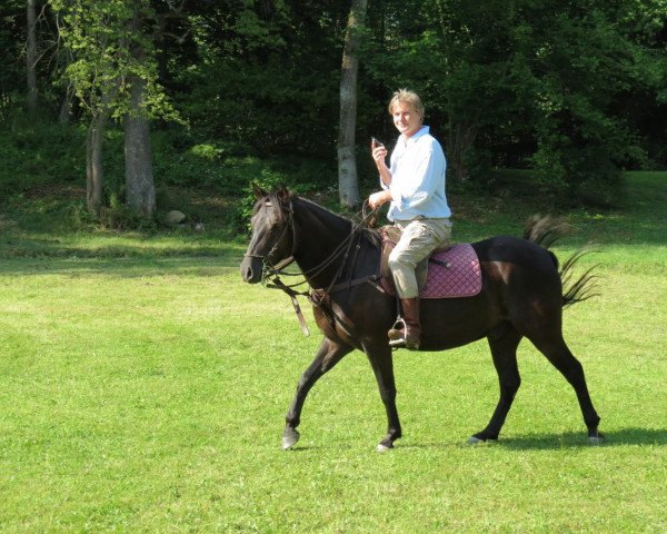 horse Major (German Riding Pony, 2009)