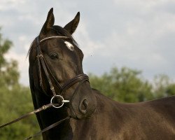 dressage horse Wallach von Surprice (Oldenburg, 2011, from Surprice)