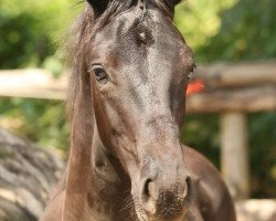 horse K.C. Dirty Dancing (Rheinländer, 2012, from Donquestador)