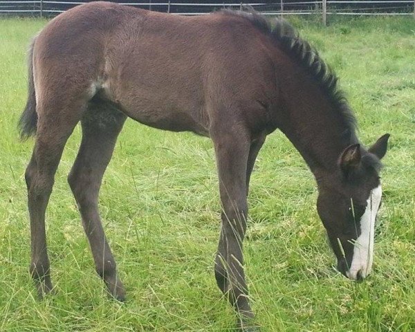 horse Another Blackbeauty (Quarter Horse, 2014, from Mr King Raffles)