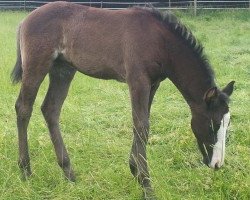 horse Another Blackbeauty (Quarter Horse, 2014, from Mr King Raffles)