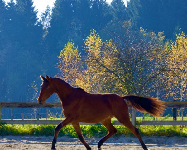 dressage horse Salza (Trakehner, 2020, from Banderas)