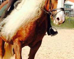 dressage horse Felix (Black Forest Horse, 2005)