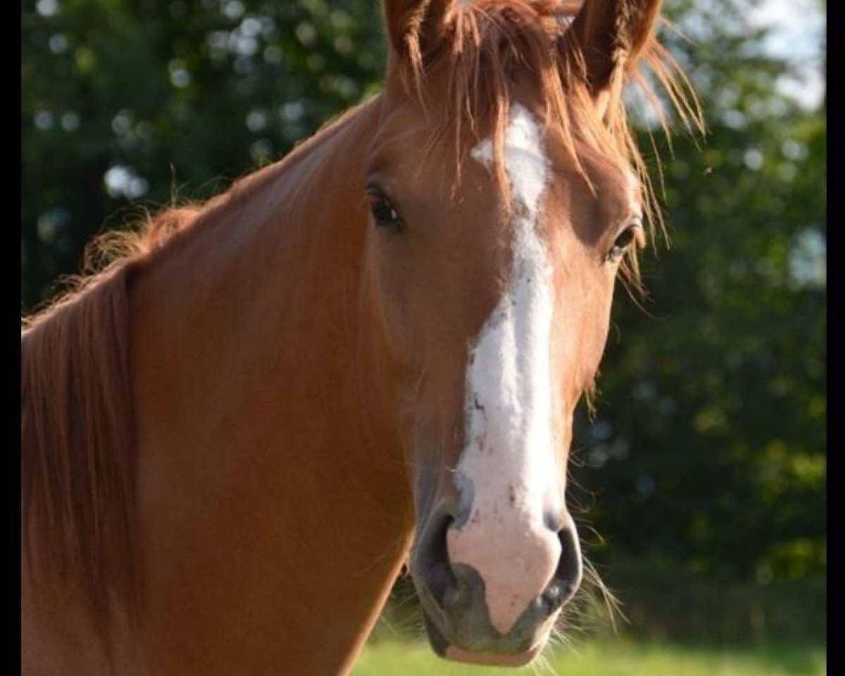 Zuchtstute Baroness (Gelderländer, 2011)