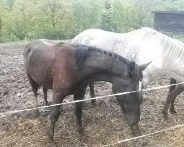 Deckhengst Vulkano (Schweres Warmblut, 2013)