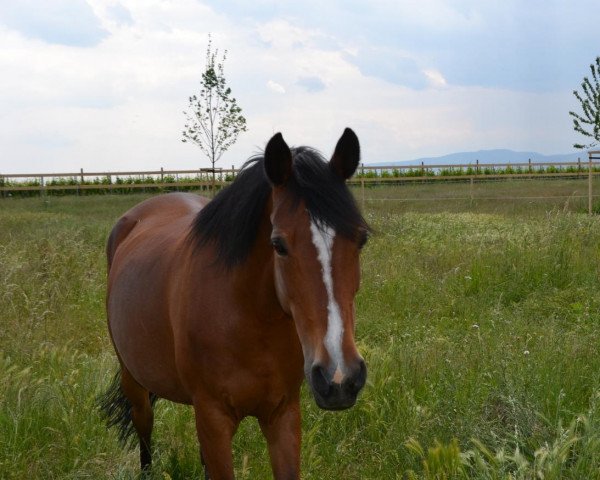dressage horse Chanell (German Riding Pony, 2002)