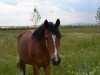 dressage horse Chanell (German Riding Pony, 2002)