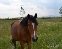 Dressurpferd Chanell (Deutsches Reitpony, 2002)