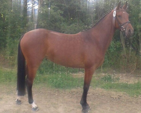 dressage horse Carlotta (Westphalian, 2010)