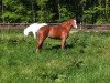 dressage horse Fiona (Hanoverian, 2009, from Fürst Piccolo)