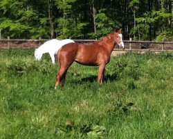 dressage horse Fiona (Hanoverian, 2009, from Fürst Piccolo)