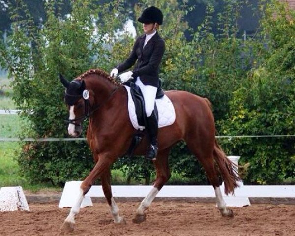 dressage horse Rochee (Hanoverian, 2006)