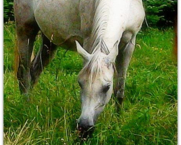 broodmare MARNY BINT MOHEEB (Arabian, 2006, from El Shawan ox)