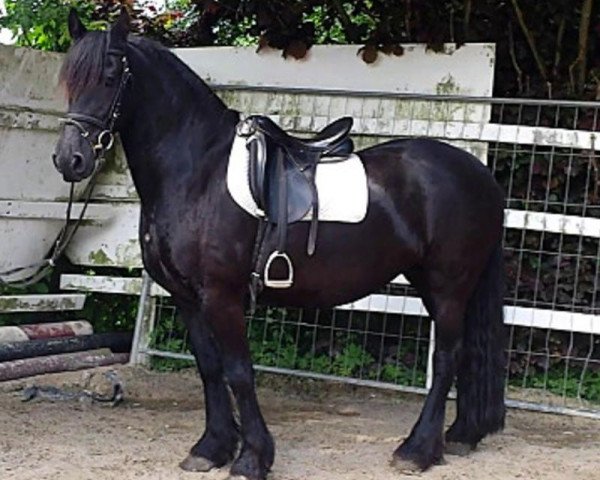 broodmare Stute von Fetse (Friese, 2006, from Fetse 349)