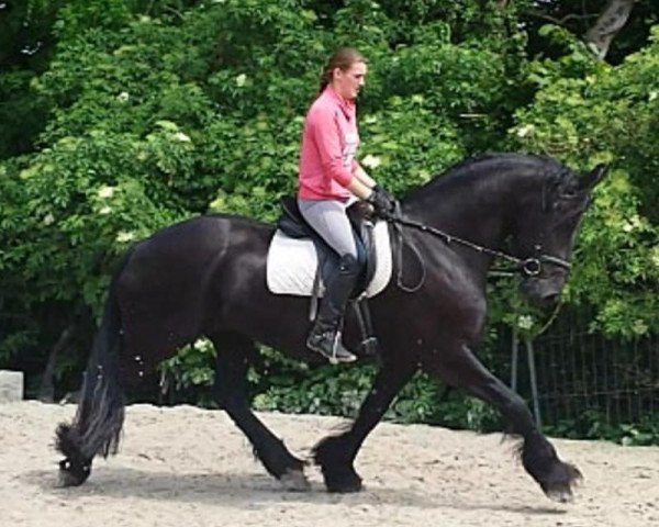 broodmare Friese (Friese, 2006)