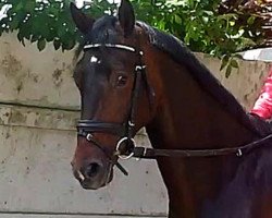 broodmare Stute von Wolfpower (German Warmblood, 2007, from Wolfpower)