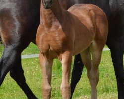 broodmare Nessandra (Oldenburg, 2014, from Dante Weltino Old)