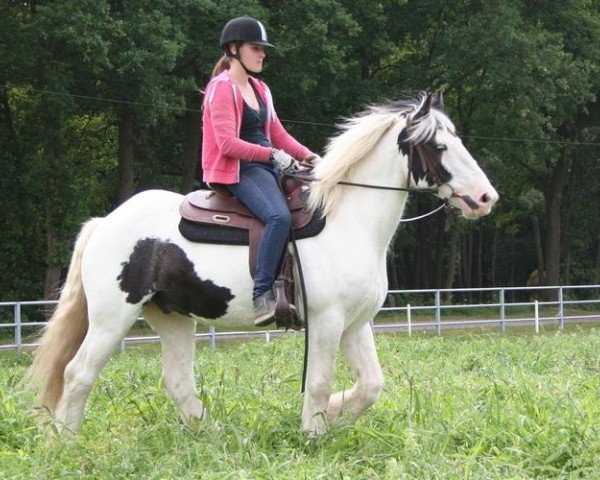 Springpferd Vinnie (Tinker / Irish Cob / Gypsy Vanner, 2008)