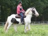 jumper Vinnie (Tinker / Irish Cob / Gypsy Vanner, 2008)