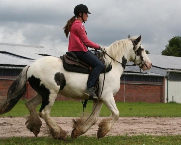 dressage horse Monty (Haflinger, 2011)
