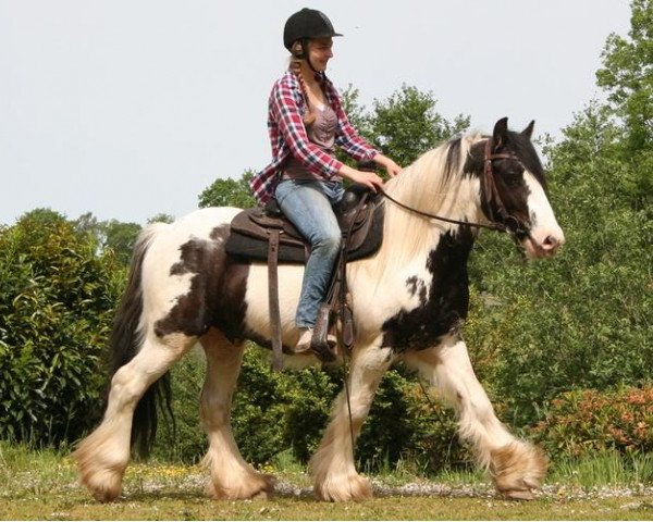 dressage horse Charlie (Tinker / Irish Cob / Gypsy Vanner, 2008)