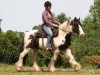 Dressurpferd Charlie (Tinker / Irish Cob / Gypsy Vanner, 2008)