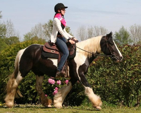 jumper Indina (Tinker / Irish Cob / Gypsy Vanner, 2009)