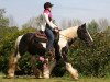 Springpferd Indina (Tinker / Irish Cob / Gypsy Vanner, 2009)